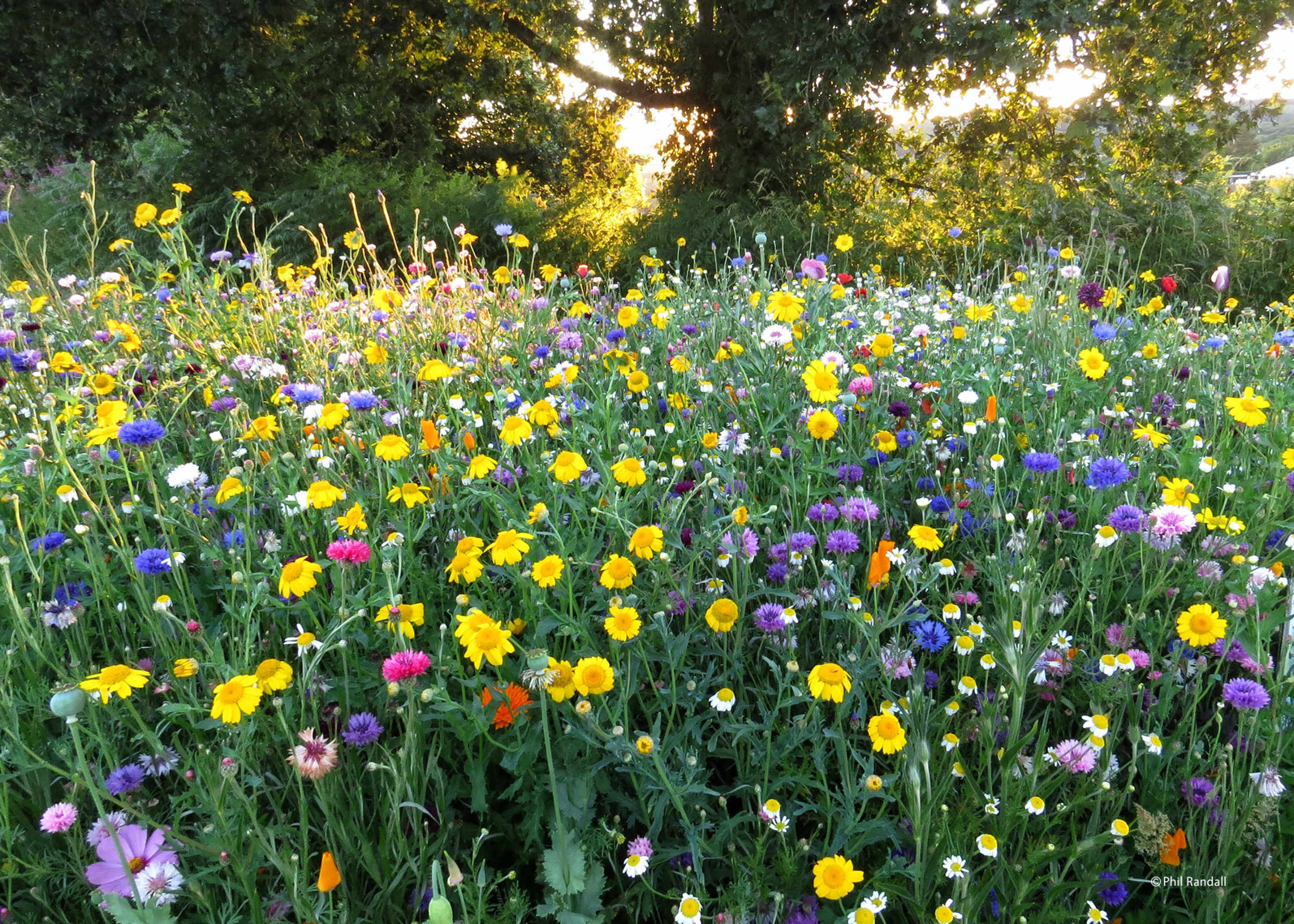 Penhow Wild Flower Planting